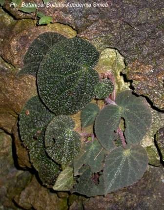 B. morsei var. morsei